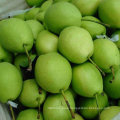 New Crop Green Color Shandong Pear